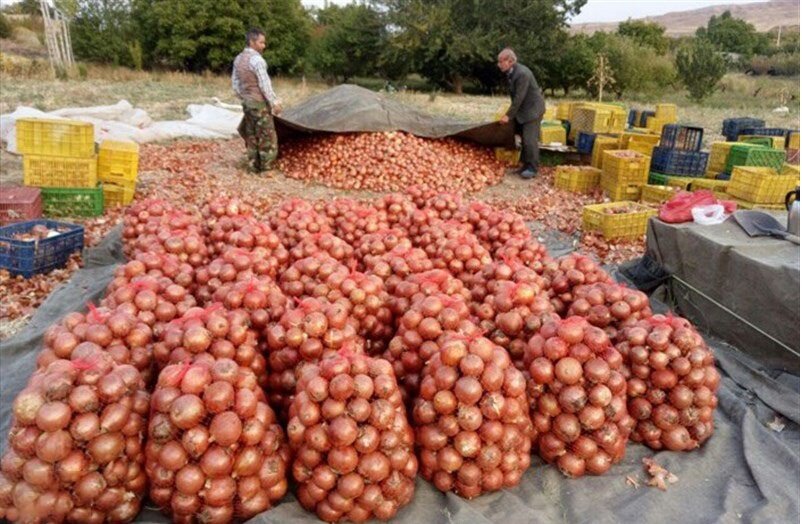 فروش عمده پیاز در بازار داخلی