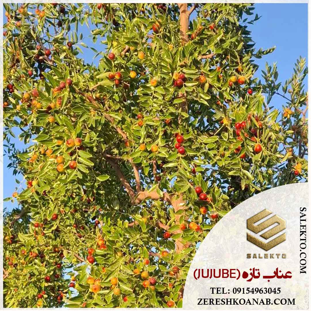 تصویر 1 از عناب تازه بیرجند با طعم طبیعی و خواص درمانی