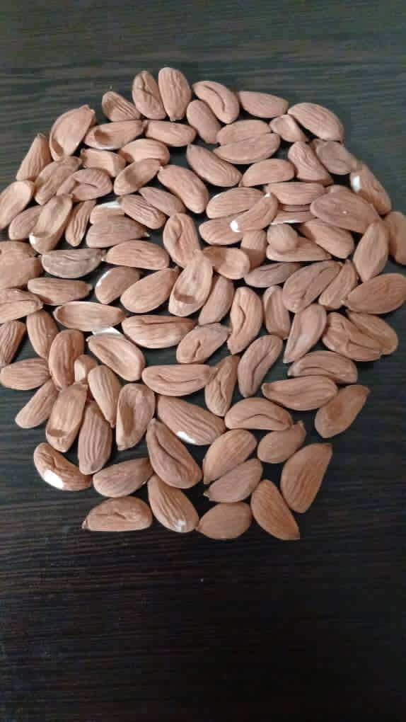 تصویر 1 از خرید مغز بادام مامایی تازه  + ارسال سریع از چهارمحال