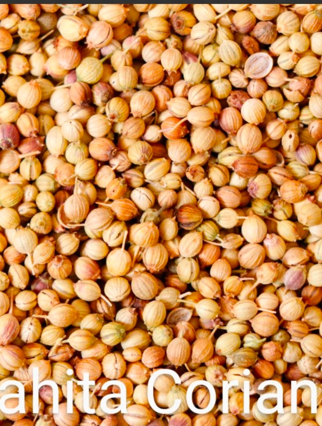 تصویر 1 از خرید بذرگشنیز آناهیتا