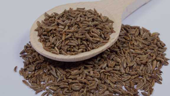 زیره سیاه کرمان طبیعی برداشت مناطق کوهستانی بکر