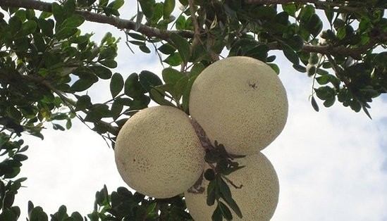 تصویر 1 از قیمت نهال بائل فروت بالغ + مشاوره کاشت رایگان