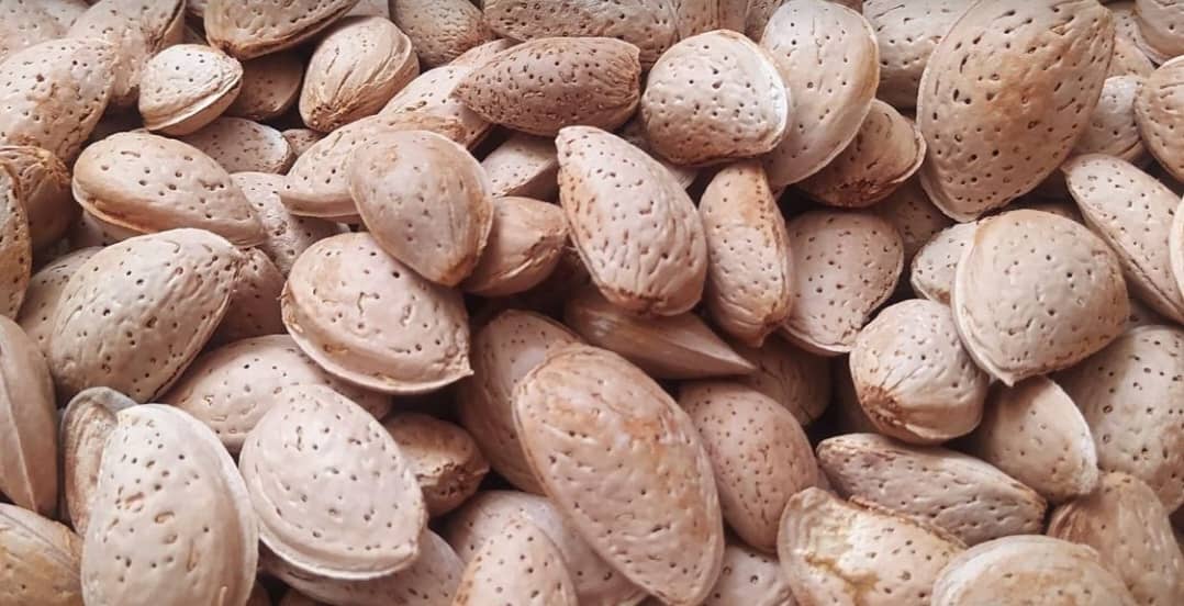 قیمت بادام سنگی دیم شیراز