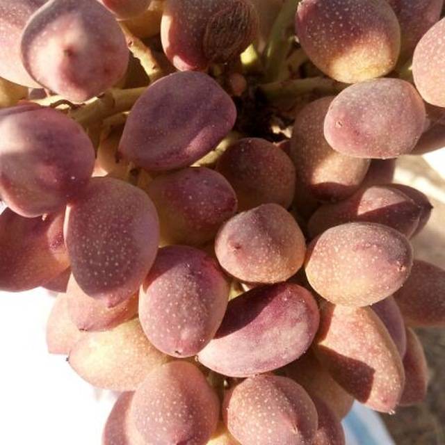 تصویر 4 از فروش پسته کله قوچی صادراتی + شرایط فوق العاده
