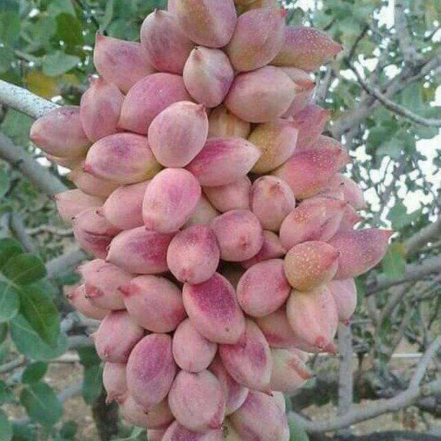 تصویر 2 از فروش پسته کله قوچی صادراتی + شرایط فوق العاده