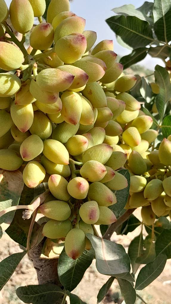 تصویر 3 از خرید عمده پسته کله قوچی با کیفیت ممتاز