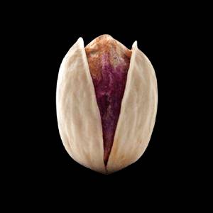 فروش عمده پسته کله قوچی تازه سایز درشت طعم دلپذیر