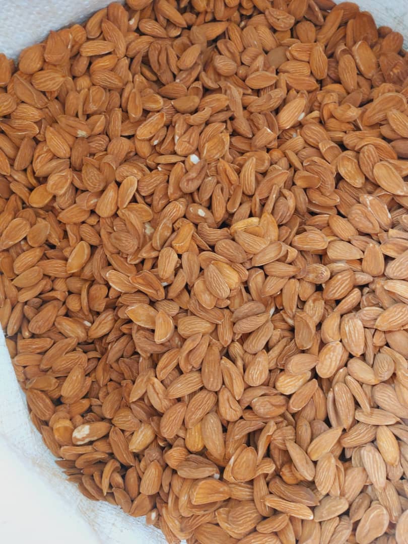 تصویر 3 از بادام مامایی ویژه + خرید عالی