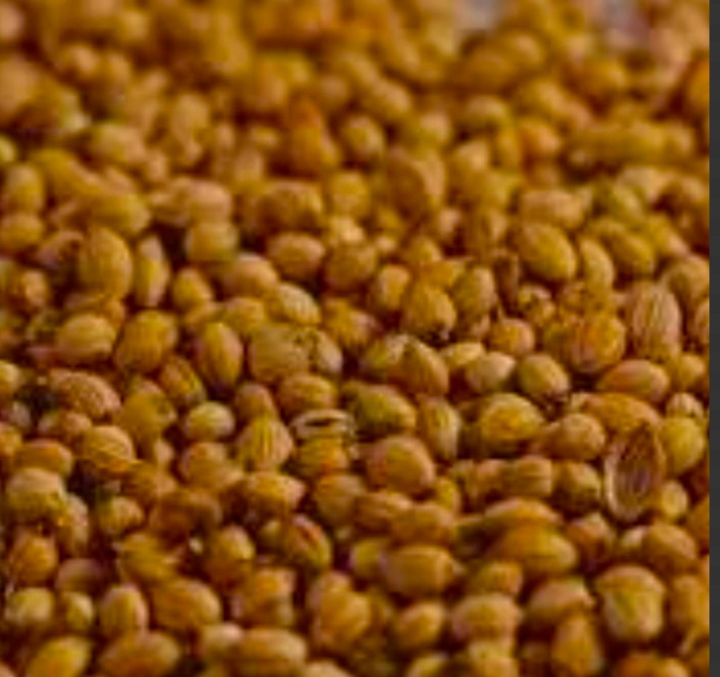 تصویر 1 از خرید پودر گشنیز + عصاره ای طبیعی و مفید