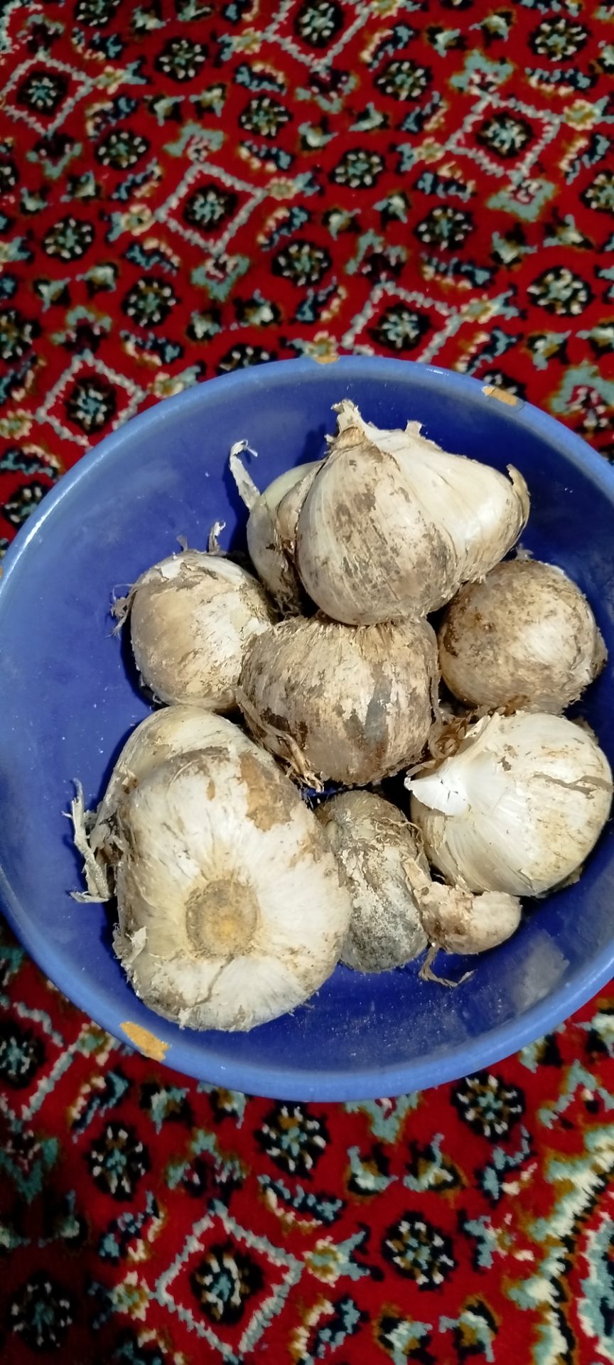 تصویر 1 از موسیر پیازی + خرید