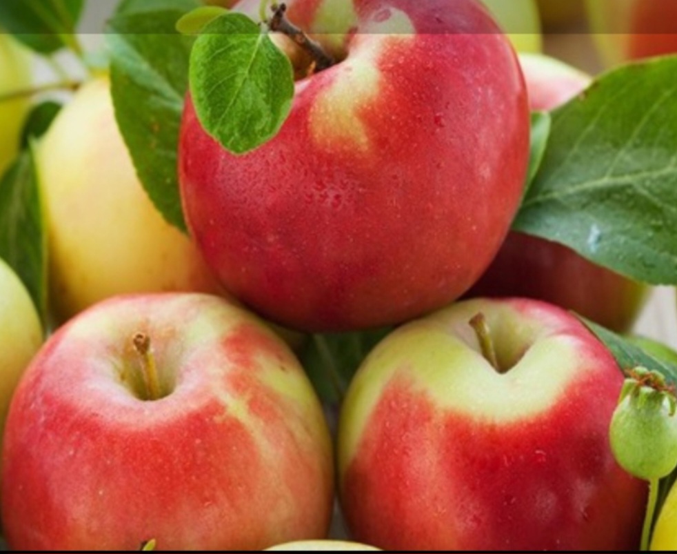 تصویر 2 از قیمت سیب ممتاز مراغه خرید و فروش