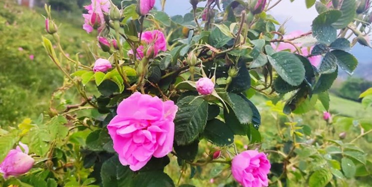 تصویر 1 از فروش صادراتی گل محمدی خشک فله