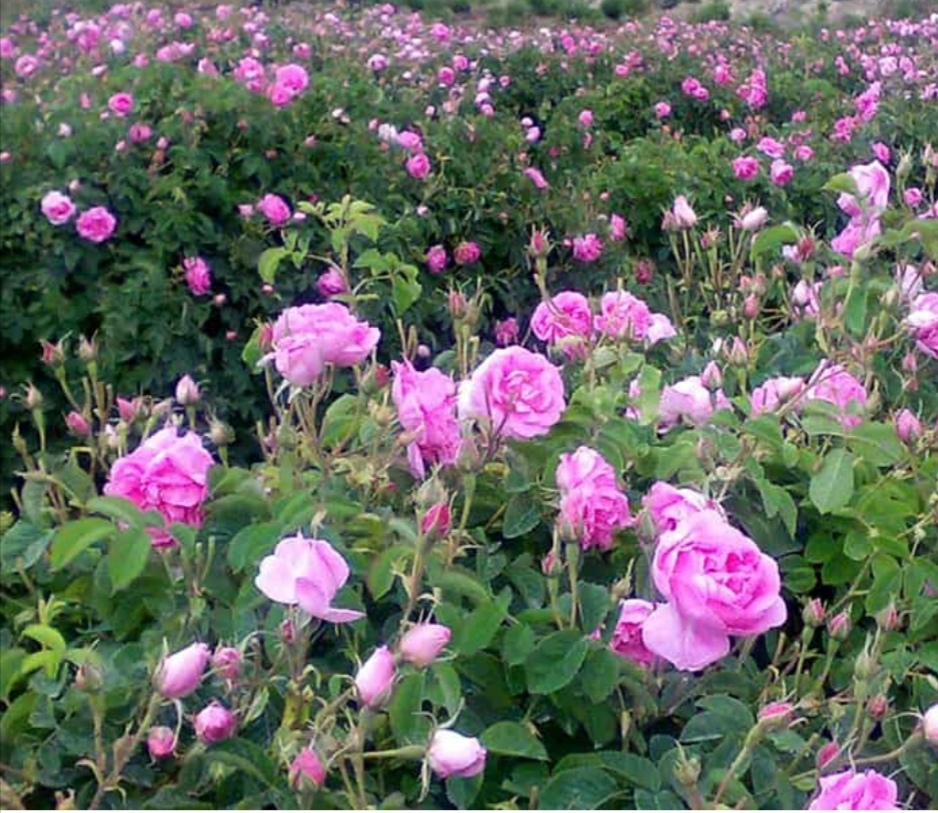 تصویر 3 از فروش صادراتی گل محمدی خشک فله