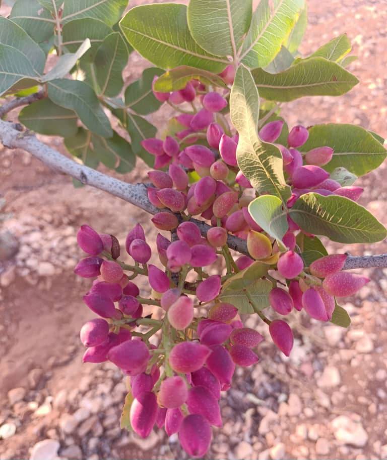 تصویر 2 از فروش مستقیم پسته احمد آقایی صادراتی با کیفیت عالی و طعم بی‌ نظیر