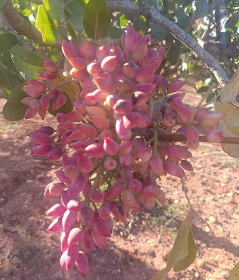 پسته احمد آقایی سایز درشت تازه و خوش طعم