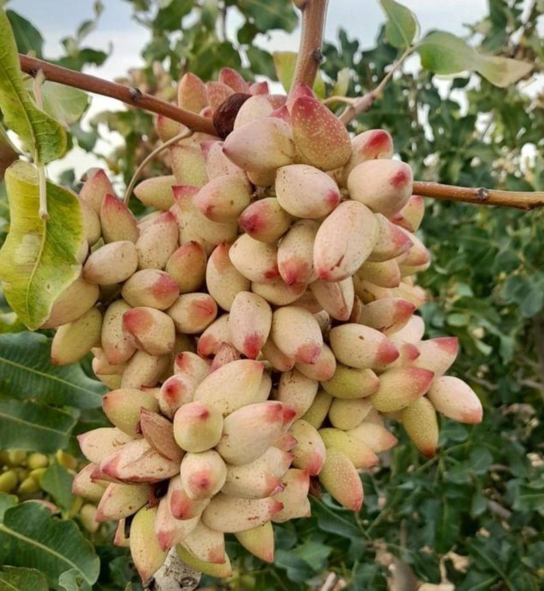 تصویر 3 از فروش پسته احمدآقایی تازه و خندان | کیفیت ممتاز، مناسب بازار داخلی و صادراتی