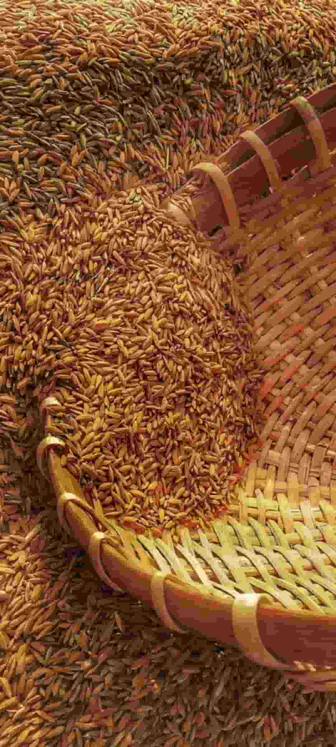 تصویر 4 از قیمت فروش برنج هندی ۱۱۲۱ لوکس