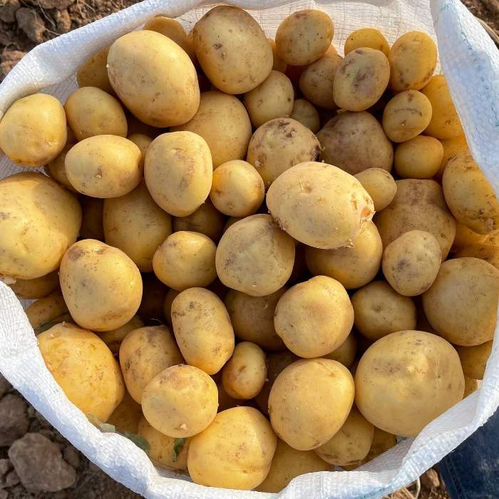 قیمت و خرید سیب زمینی اگریا + فروش استثنائی