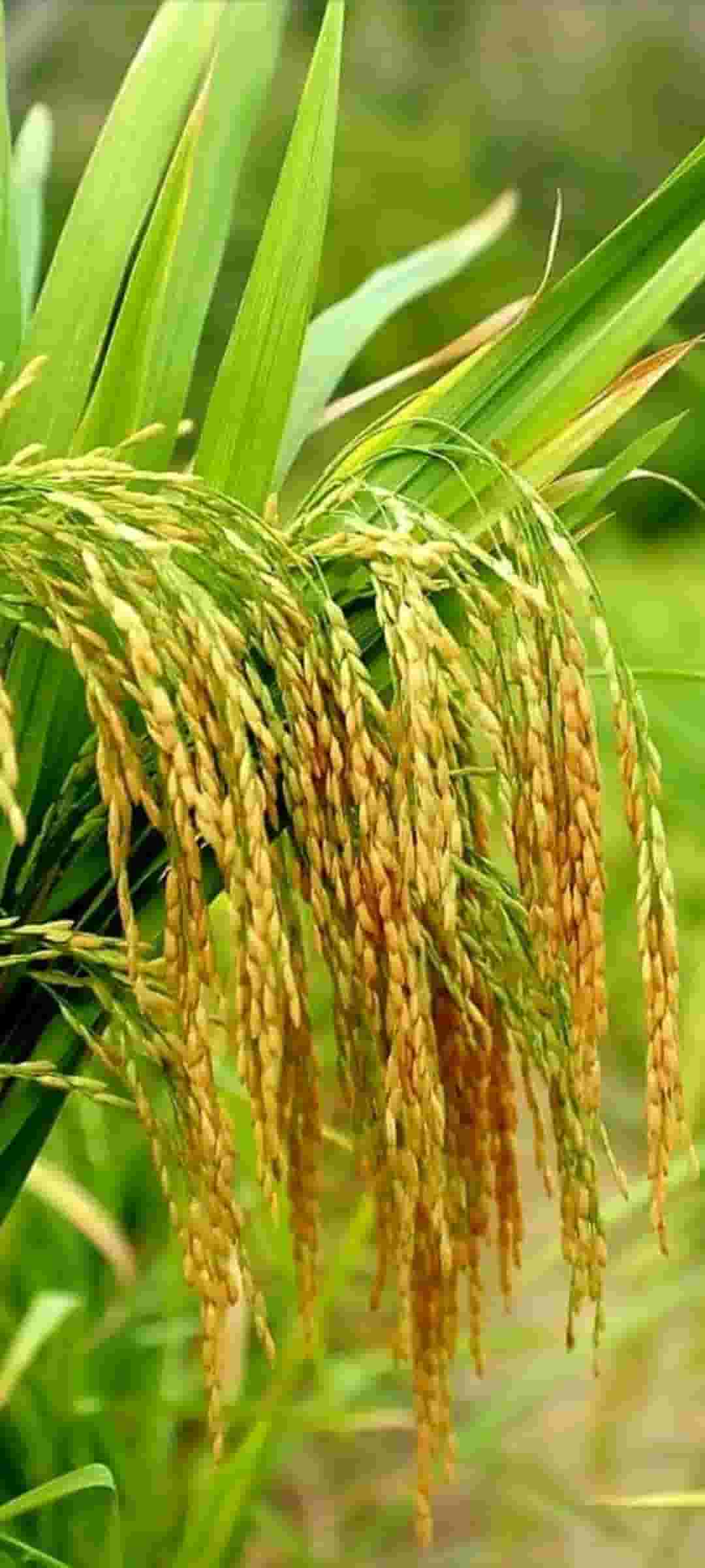 تصویر 4 از قیمت برنج پاکستانی ۳۸۶ طاها باسماتی