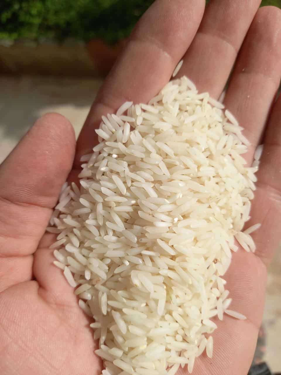 تصویر 3 از قیمت برنج پاکستانی سوپر باسماتی قبال شارت