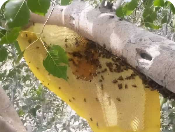 تصویر 5 از فروش عسل وحشی هانیوا با شرایط استثنایی