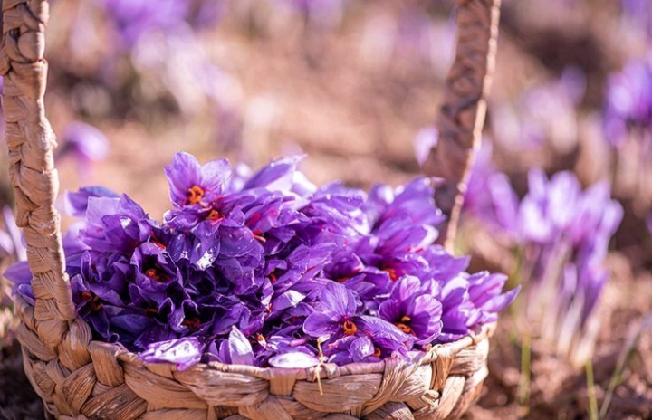 تصویر 5 از فروش استثنائی شربت زعفران بیداری عمده