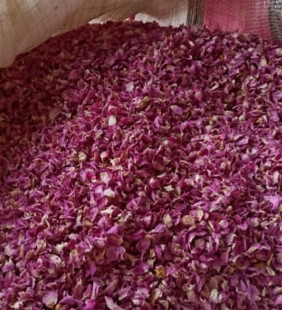 خرید با خدمات ویژه گل محمدی