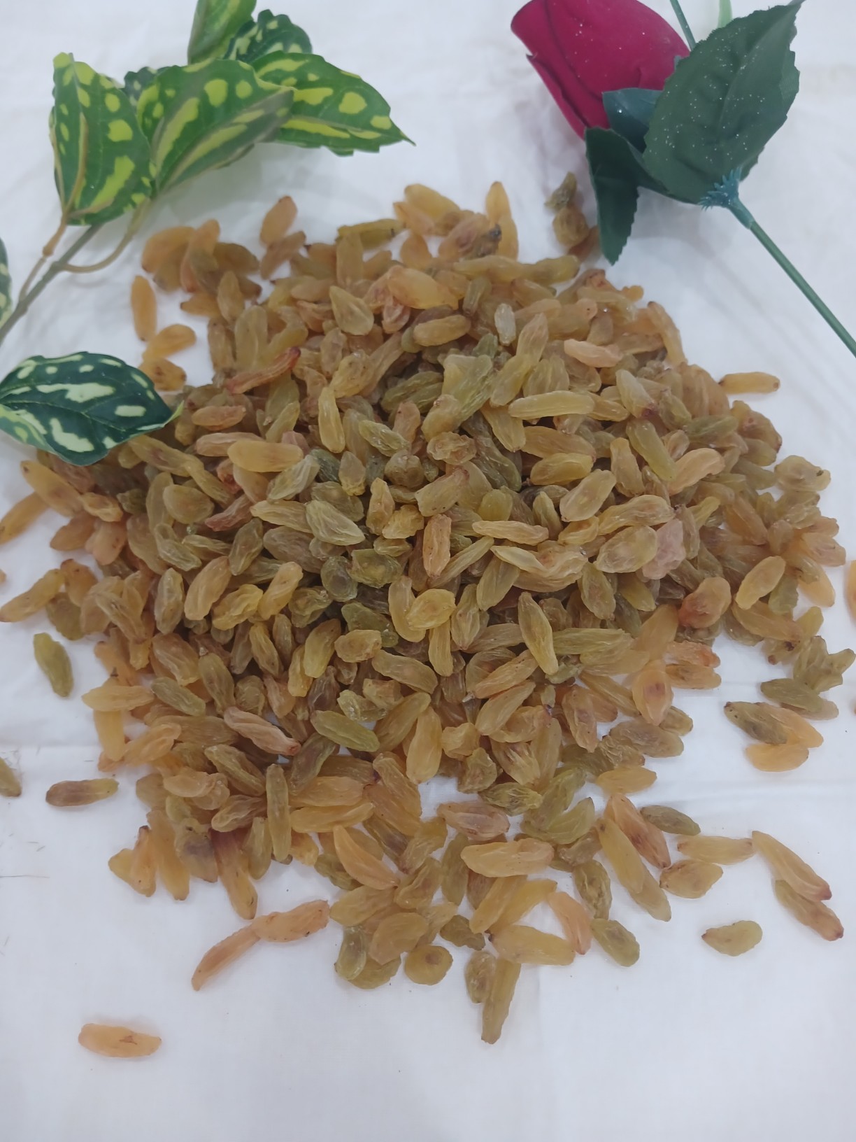 تصویر 2 از کشمش زرد طلایی فروش‌ عمده