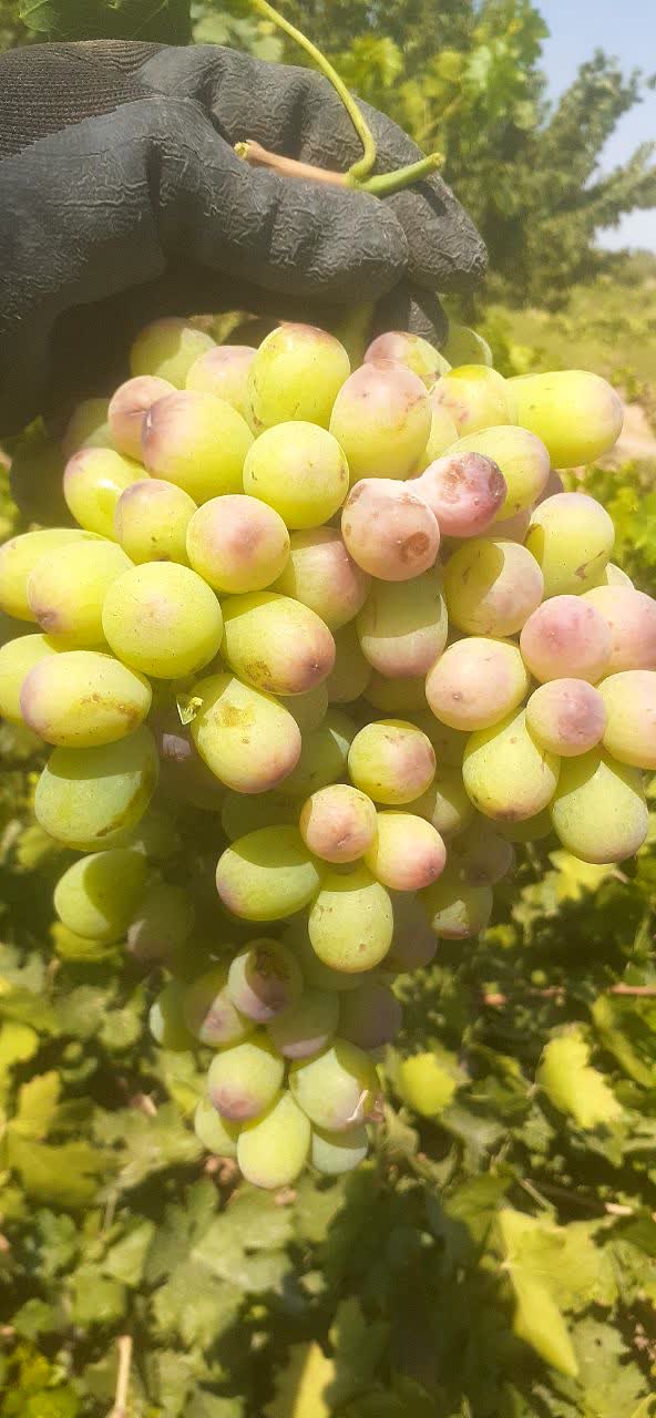 تصویر 3 از شیره ۳ انگور تازه شهر خشکرود