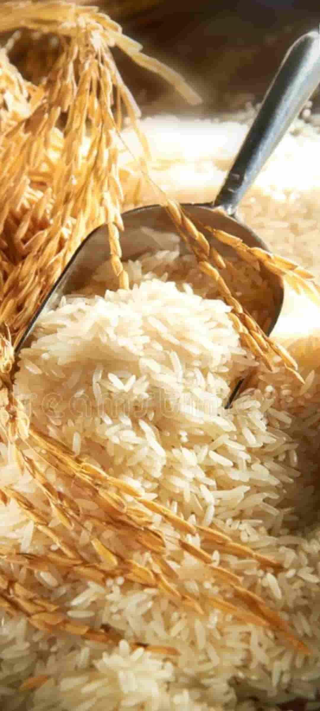 تصویر 5 از قیمت خرید برنج ایرانی درجه یک بینام