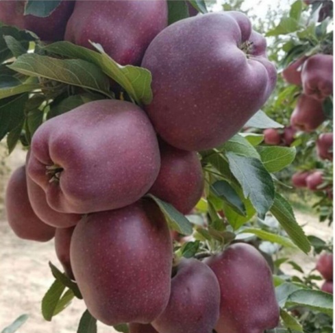 تصویر 1 از خرید سیب قرمز قیمت پاییزه امسال