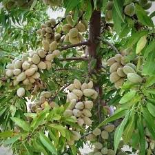 بادام تازه و نو با پوست سبز + قیمت خرید