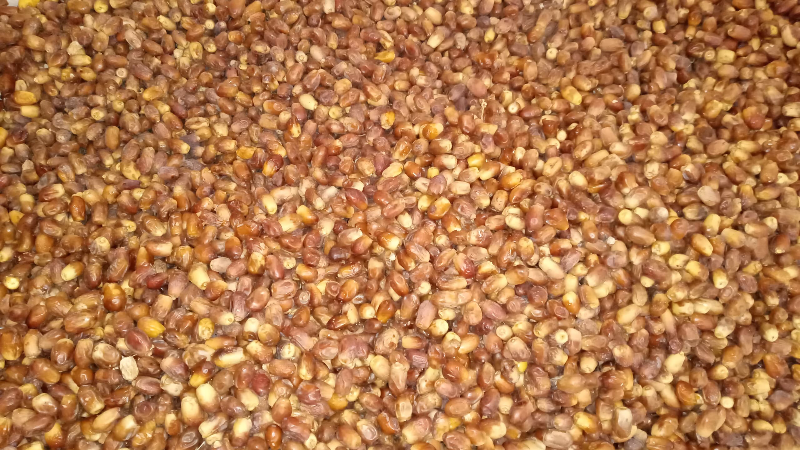 تصویر 1 از خرما خشک زاهدی + قیمت خرید عالی