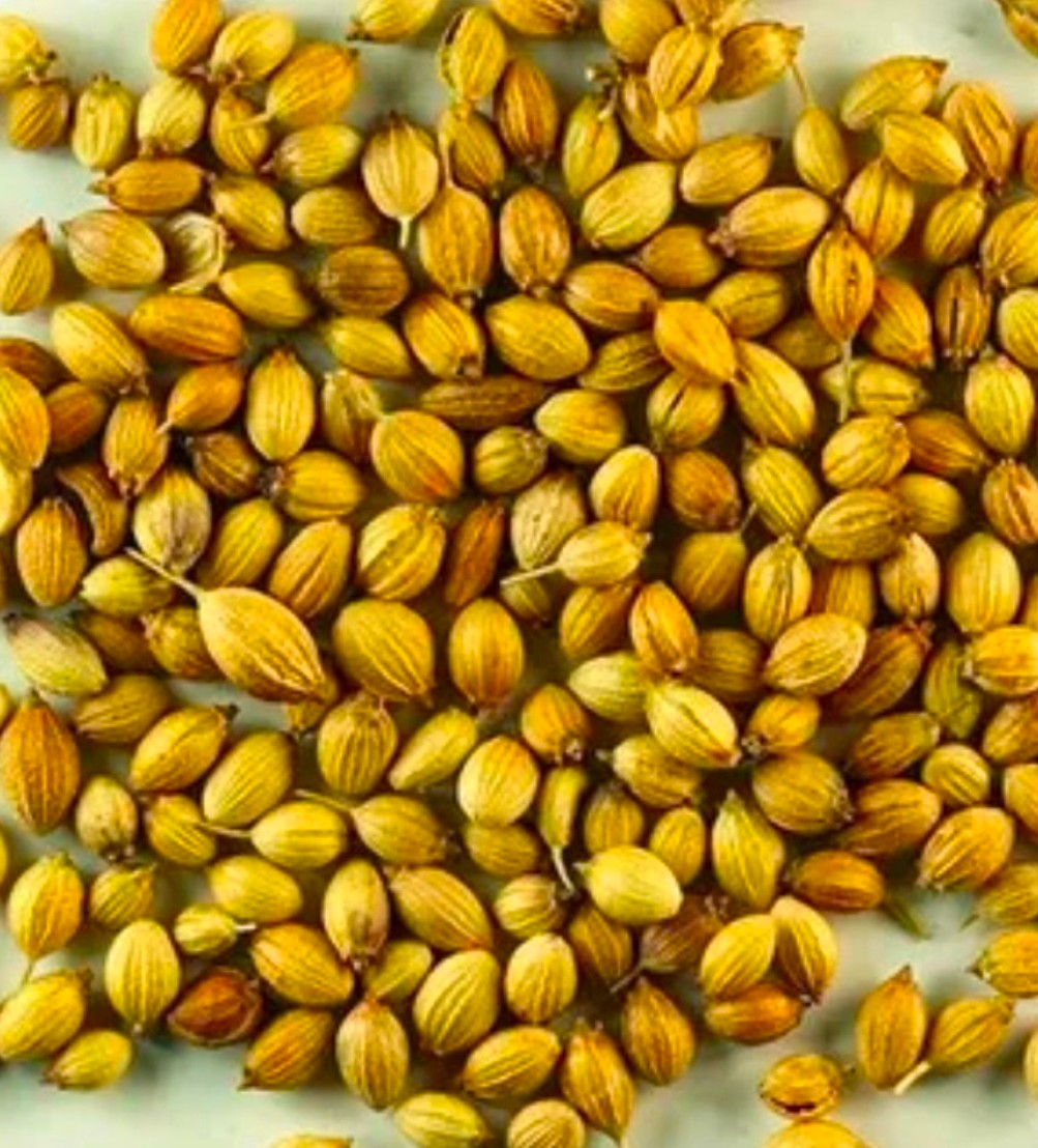 تصویر 1 از فروش در عمده فروشی های سراسر کشور خرید بذر آناهیتا گشنیز