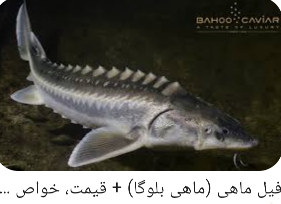 خرید خاویار بلوگا
