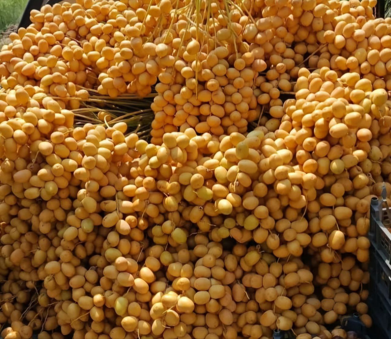 تصویر 2 از خرید خرما خارک زرد + قیمت فروش استثنایی صادراتی