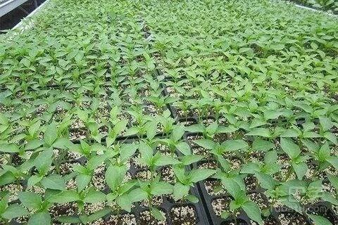 تصویر 3 از قیمت و خرید سینی کشت نشاء گوجه‌فرنگی + فروش ویژه