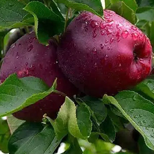 قیمت سیب صادراتی سمیرم + فروش نقدی