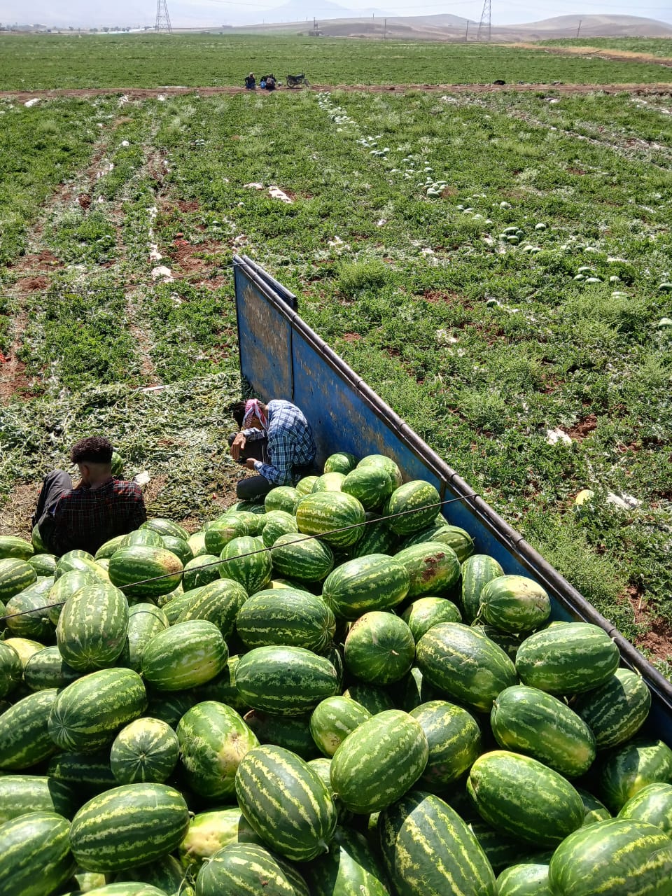 فروش ویژه هندوانه گرد صادراتی + قیمت نهایی
