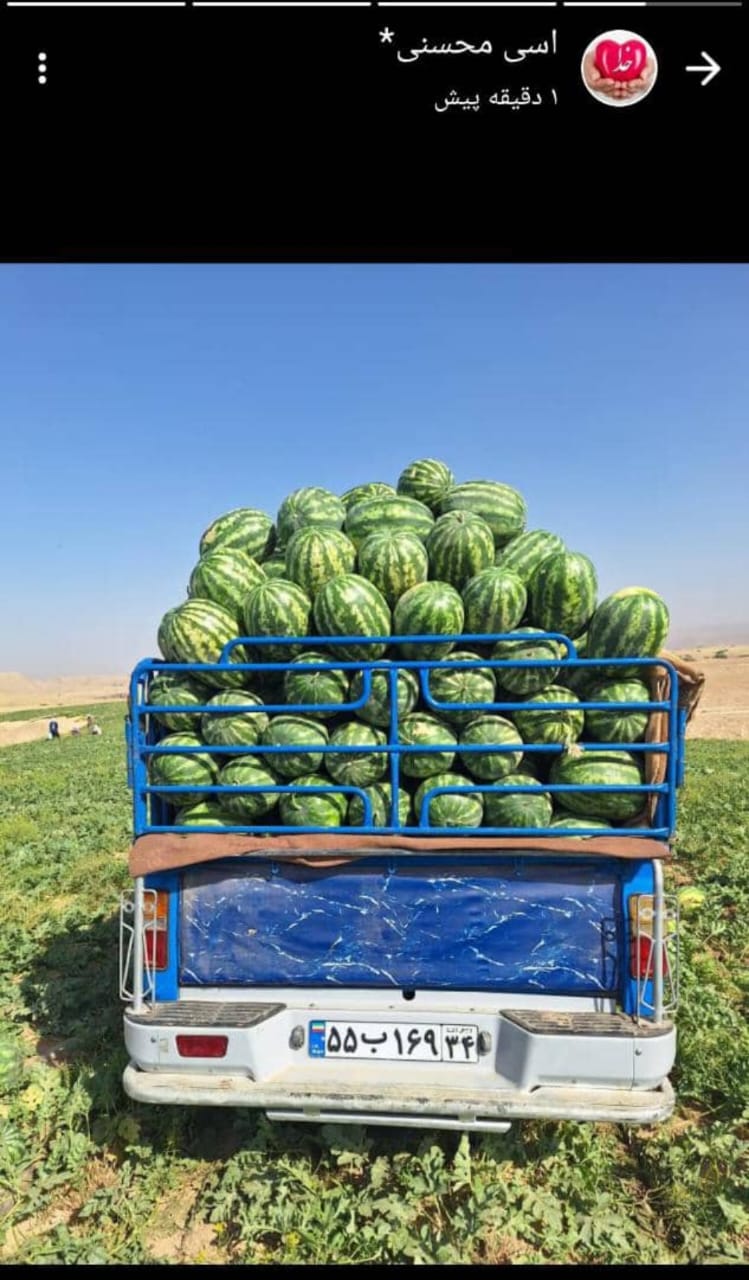 تصویر 1 از فروش ویژه هندوانه گرد صادراتی + قیمت نهایی