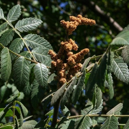 تصویر 2 از فروش عمده سماق قهوه ای با کیفیت صادراتی