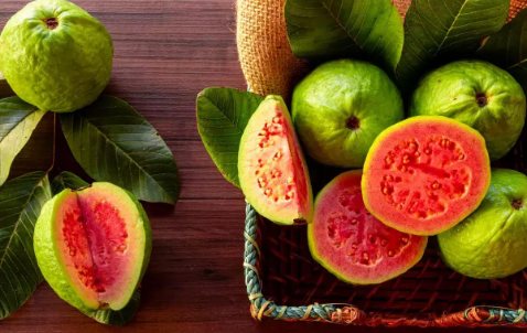 تصویر 1 از مرکز فروش نهال گواوا استرابری + نهال گواوا زرد