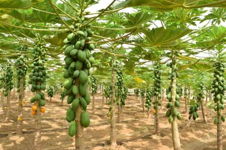 تصویر 1 از فروش عمده میوه پاپایا + بسته بندی کارتن موزی