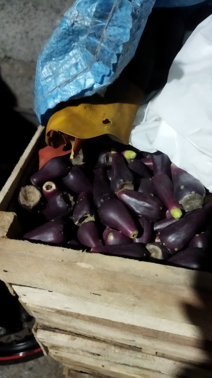 تصویر 5 از فروش عمده میوه کاکتوس صادراتی + بسته بندی کارتن موزی