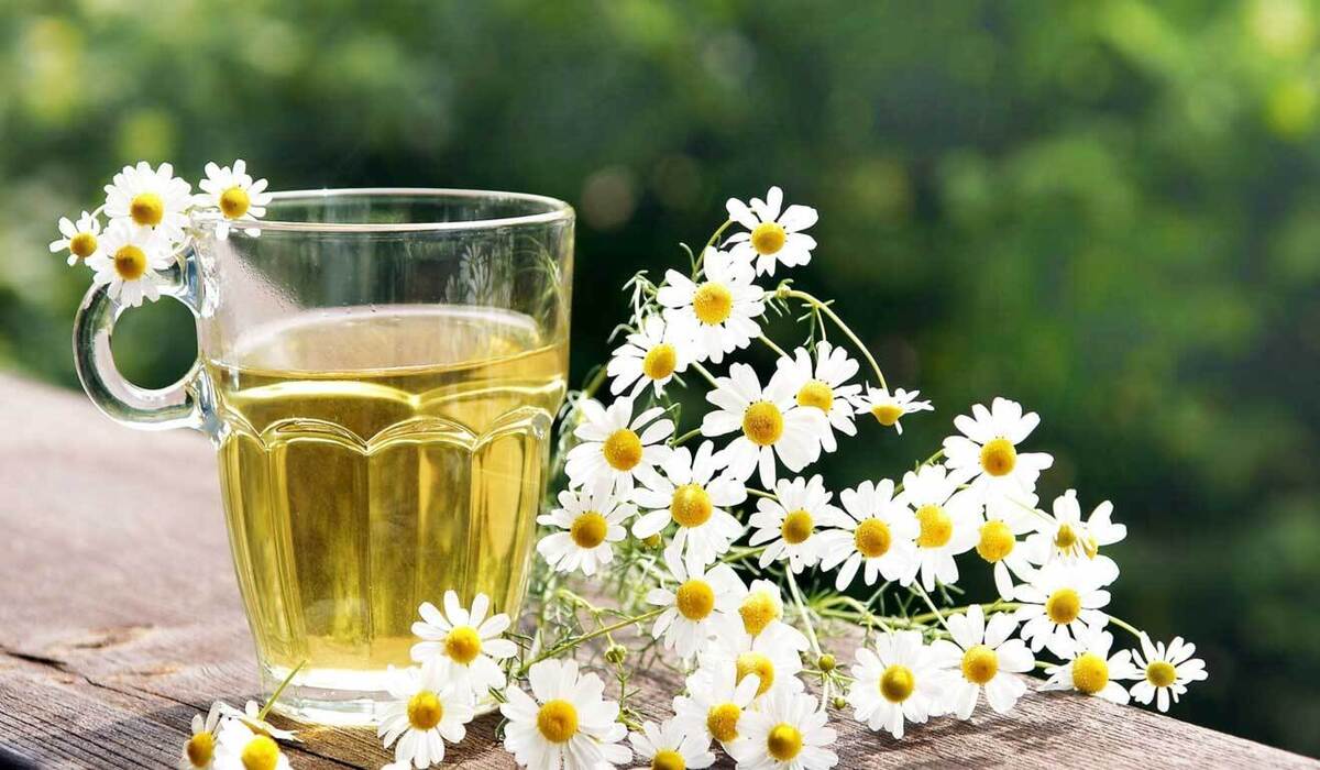 تصویر 1 از خرید عمده بابونه تازه و مرغوب