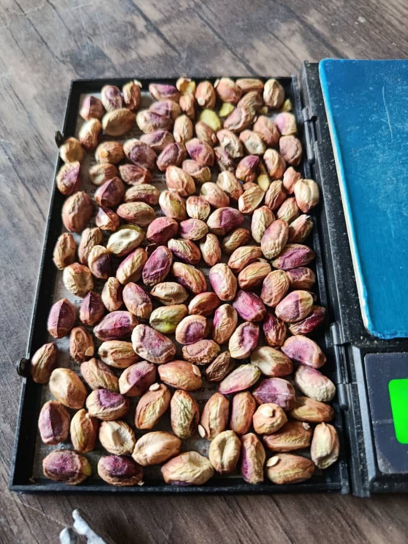 تصویر 1 از پسته فندقی خراسان رضوی