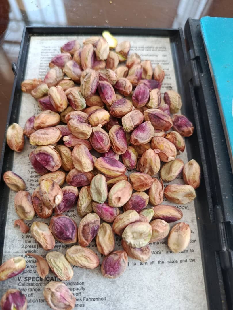 تصویر 2 از پسته فندقی خراسان رضوی