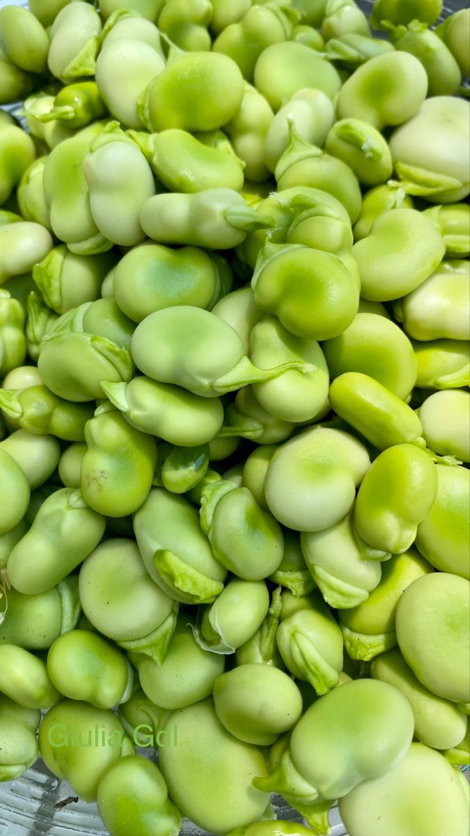 باقلا