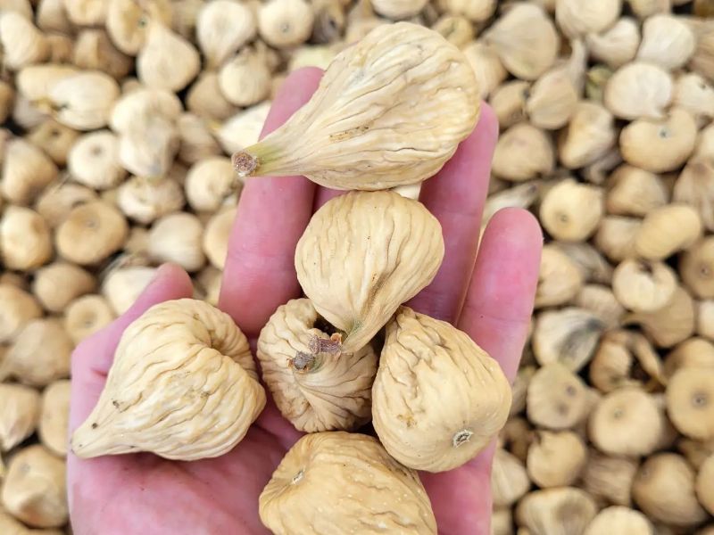 خرید انجیر خشک استهبان + با قیمتی باور نکردنی
