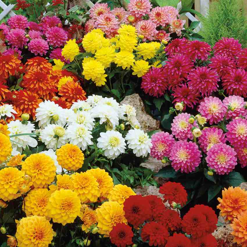 فروش ویژه گل داوودی گلدانی + عمده
